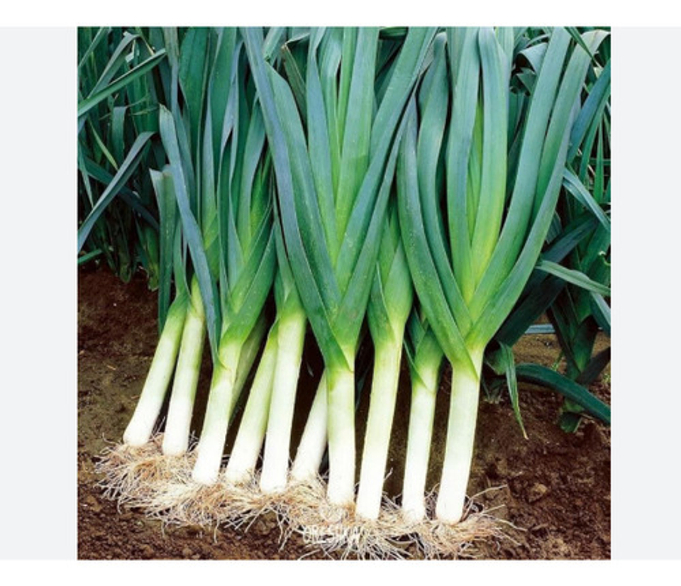 Semillas Hortaliza Certificada Para Huerta Casera Por Sobre 44