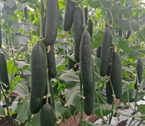Semillas Hortaliza Certificada Para Huerta Casera Por Sobre 47