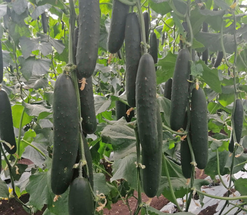 Semillas Hortaliza Certificada Para Huerta Casera Por Sobre 47