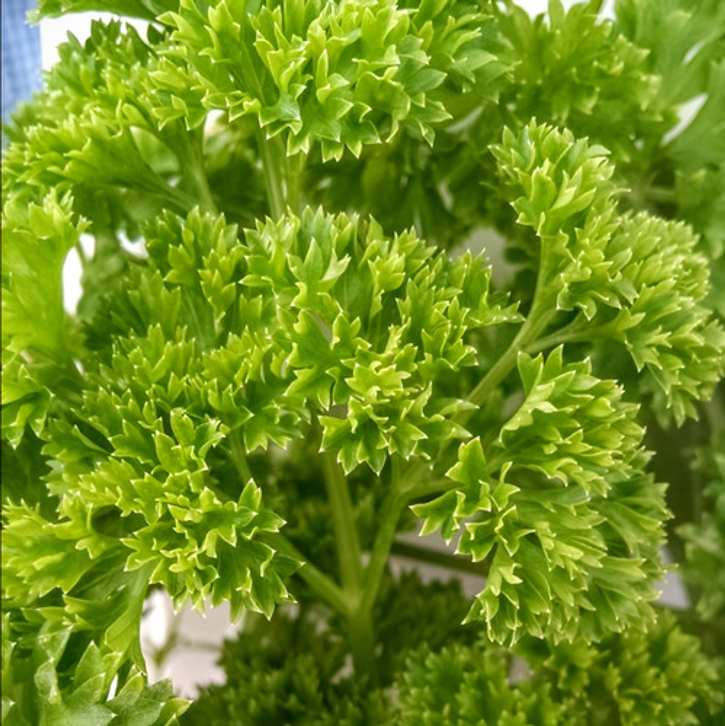 Semillas Hortaliza Certificada Para Huerta Casera Por Sobre 53