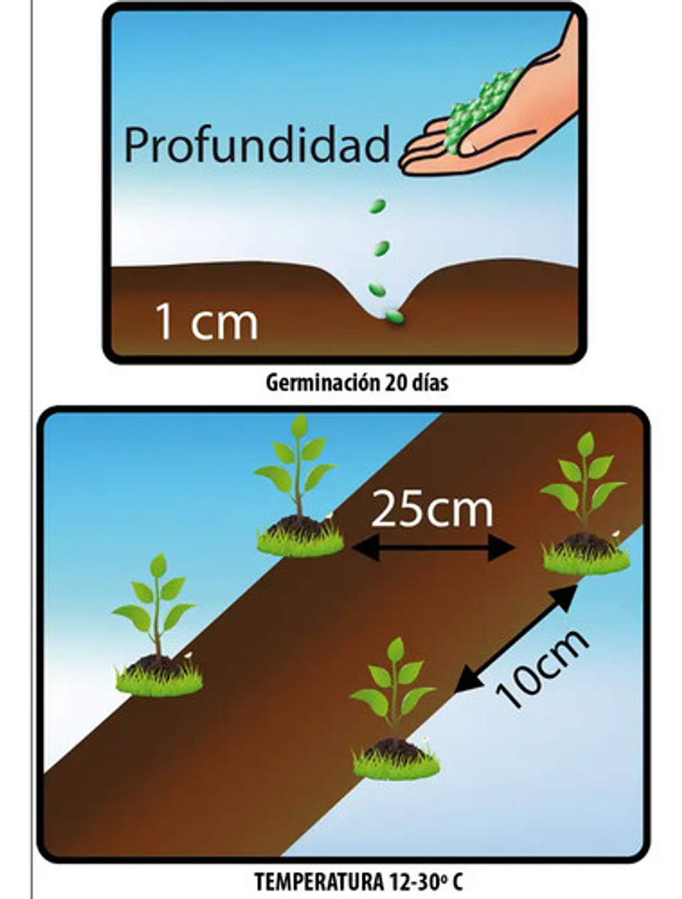 Semillas Hortaliza Certificada Para Huerta Casera Por Sobre 54
