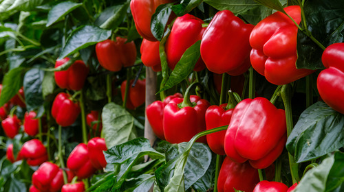 Semillas Hortaliza Certificada Para Huerta Casera Por Sobre 56