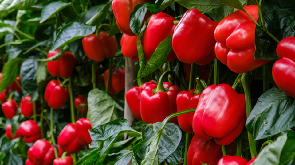 Semillas Hortaliza Certificada Para Huerta Casera Por Sobre 56