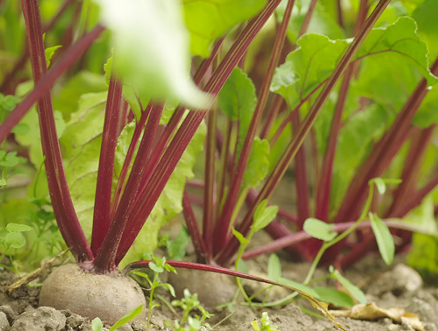 Semillas Hortaliza Certificada Para Huerta Casera Por Sobre 60