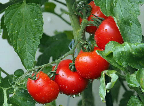 Semillas Hortaliza Certificada Para Huerta Casera Por Sobre 69