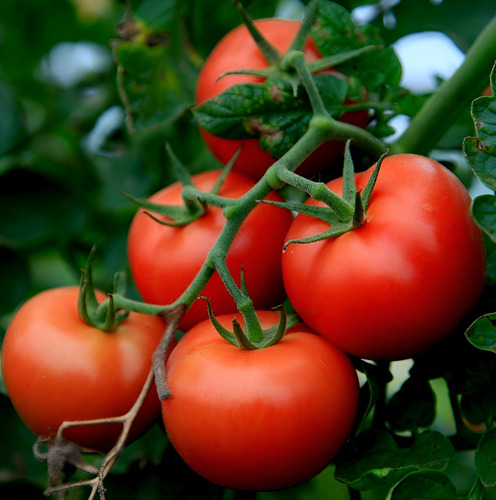 Semillas Hortaliza Certificada Para Huerta Casera Por Sobre 71