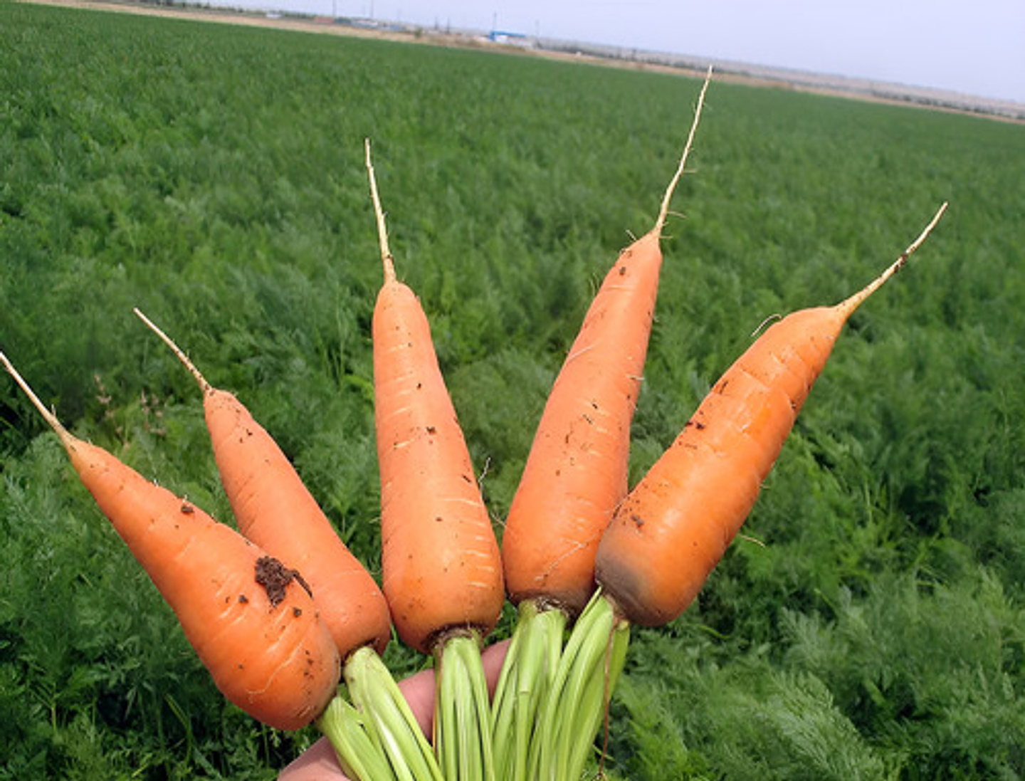 Semillas Hortaliza Certificada Para Huerta Casera Por Sobre 74