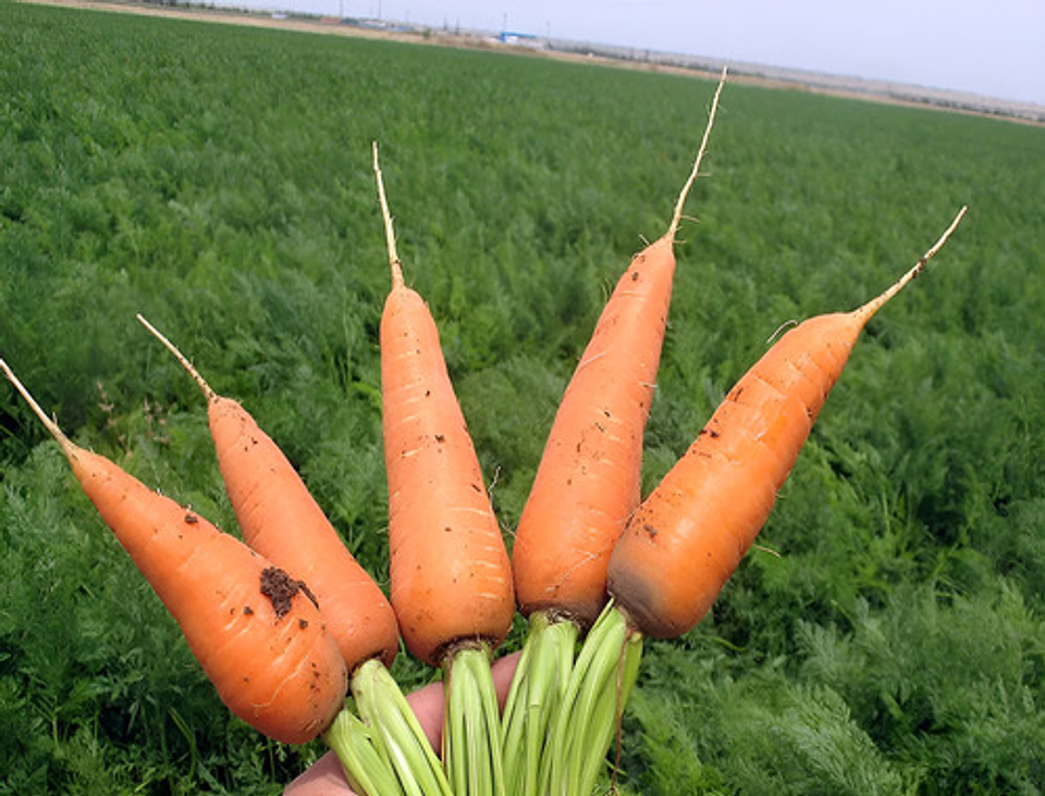 Semillas Hortaliza Certificada Para Huerta Casera Por Sobre 74