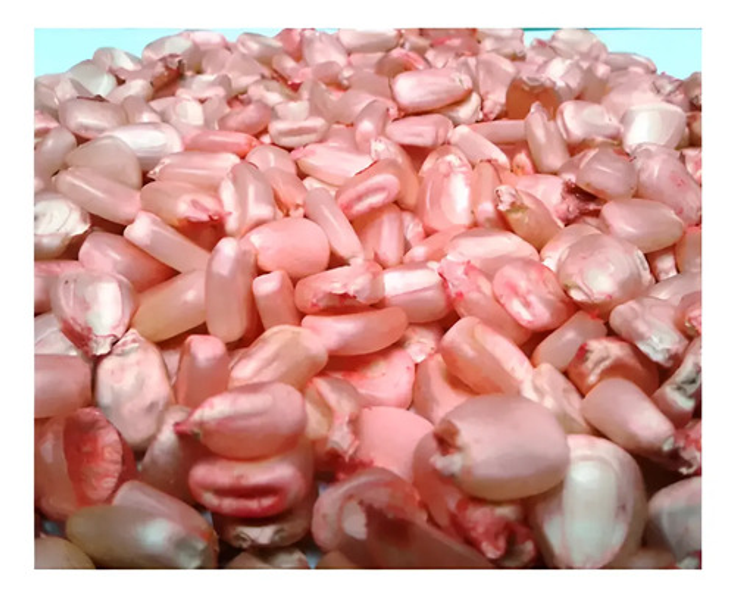 Semillas Maiz Blanco Variedad Ica V-156 X 10 Kilo 2