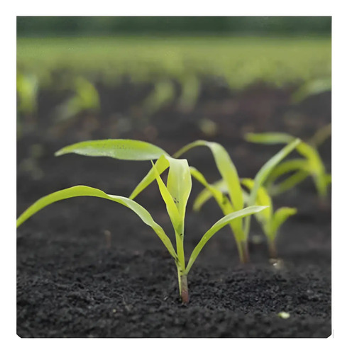 Semillas Maiz Blanco Variedad Ica V-156 X 10 Kilo 7