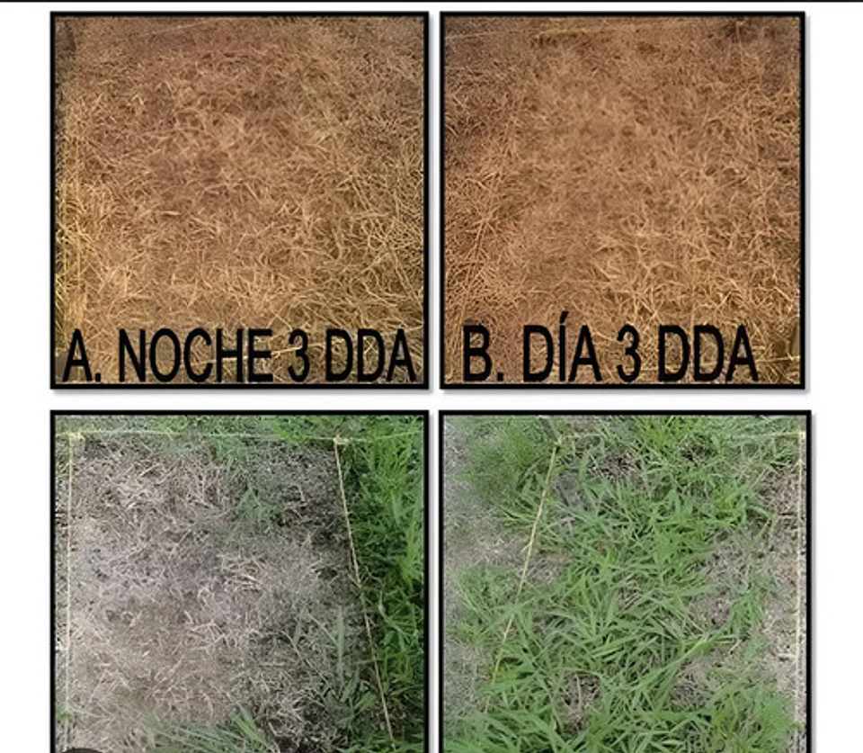 Control Malezas X Litro Glifocafe  480 X 4litro 2