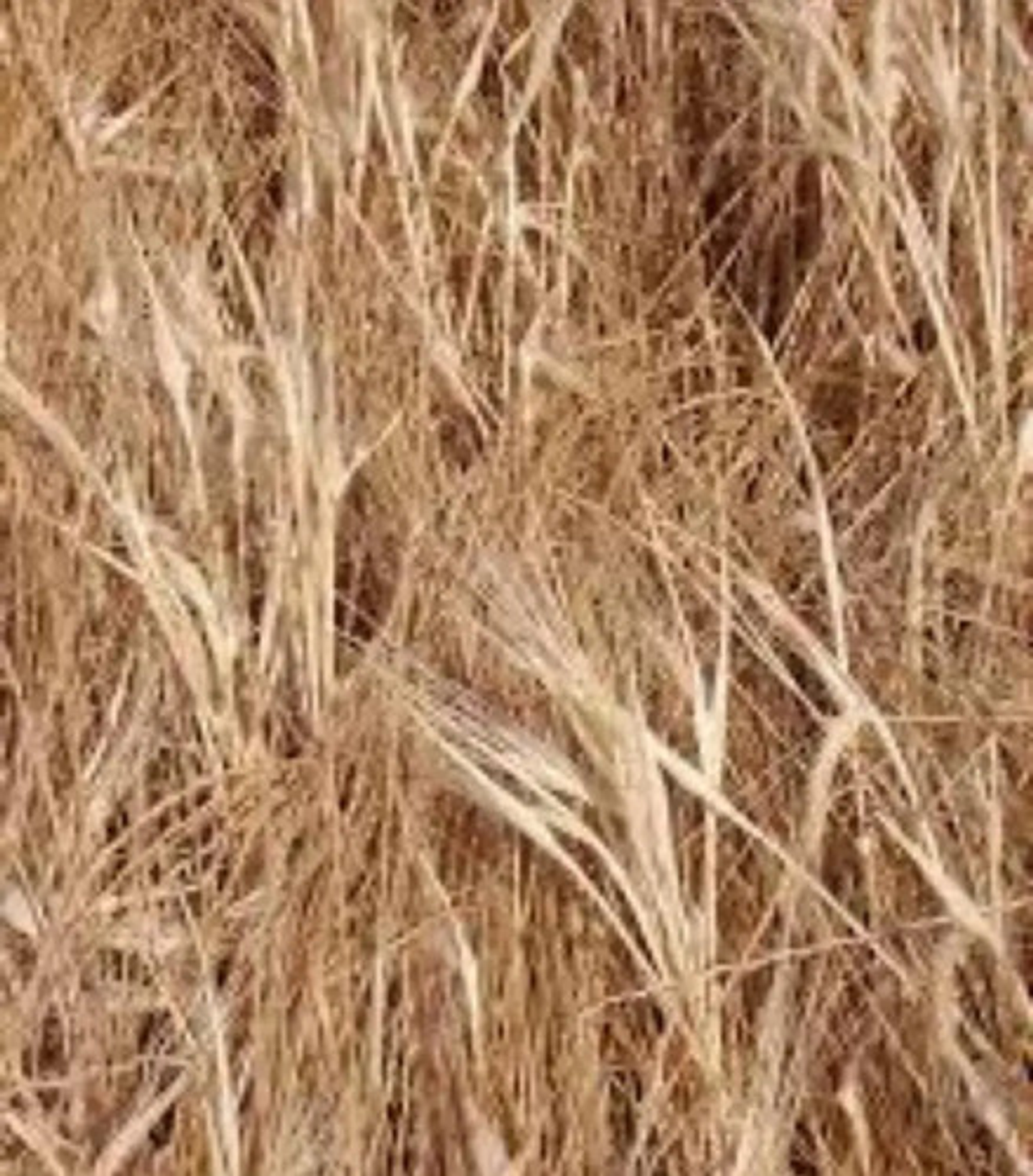 Control Malezas X Litro Glifosol  480 X 4litro 5