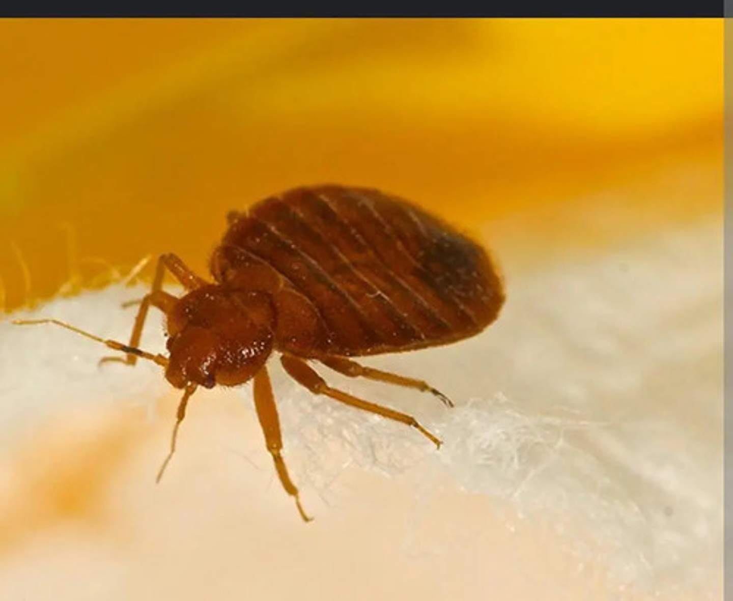 Nuvan 50 Control Insectos Y Acaros En Casas X Litro 5