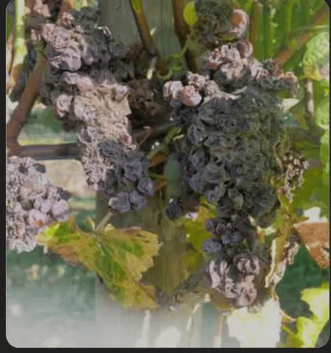 Carbendazim 500 Sc Control De Hongos X Litro