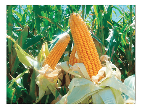 Semillas Maiz Clima Cafetero Amarillo Ica V-305 X Kilo