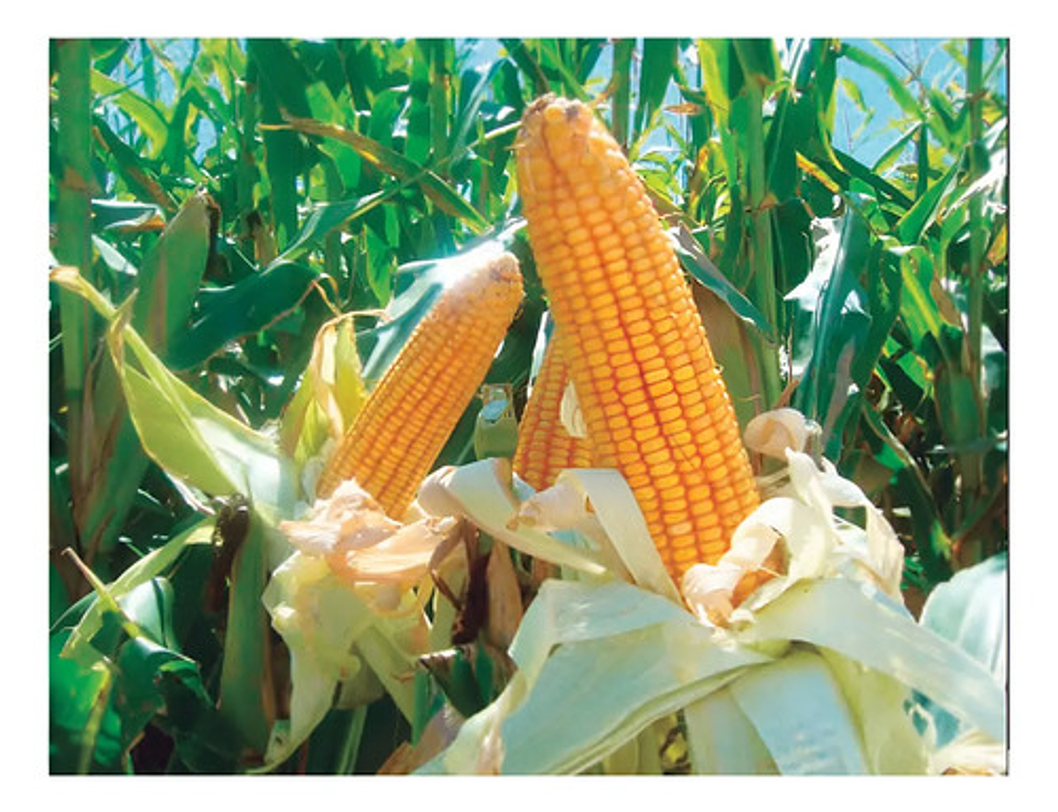 Semillas Maiz Clima Cafetero Amarillo Ica V-305 X Kilo 1