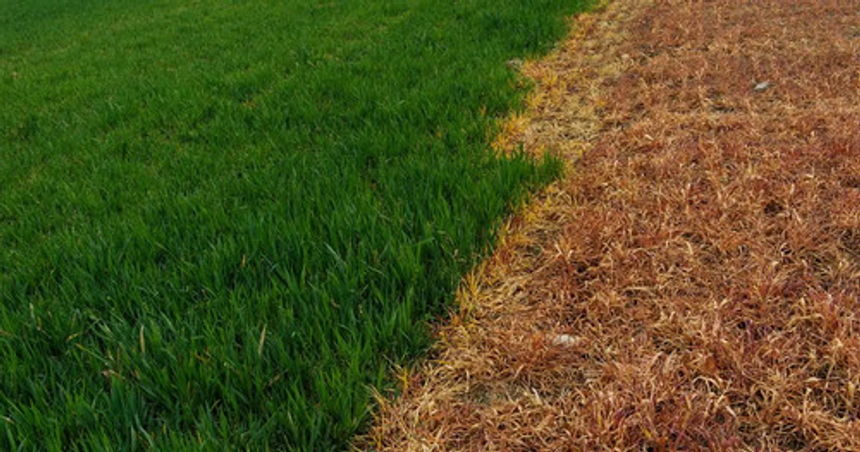 Glufosinato De Amonio   200 Sl  X Litro Control Maleza 6