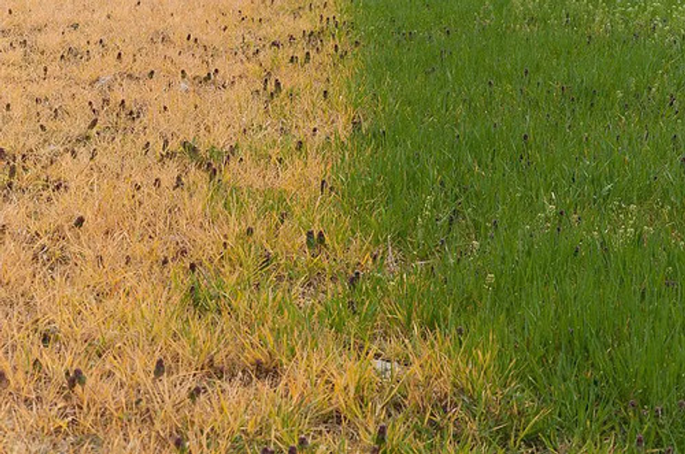 Glufosinato De Amonio   200 Sl  X Litro Control Maleza 9