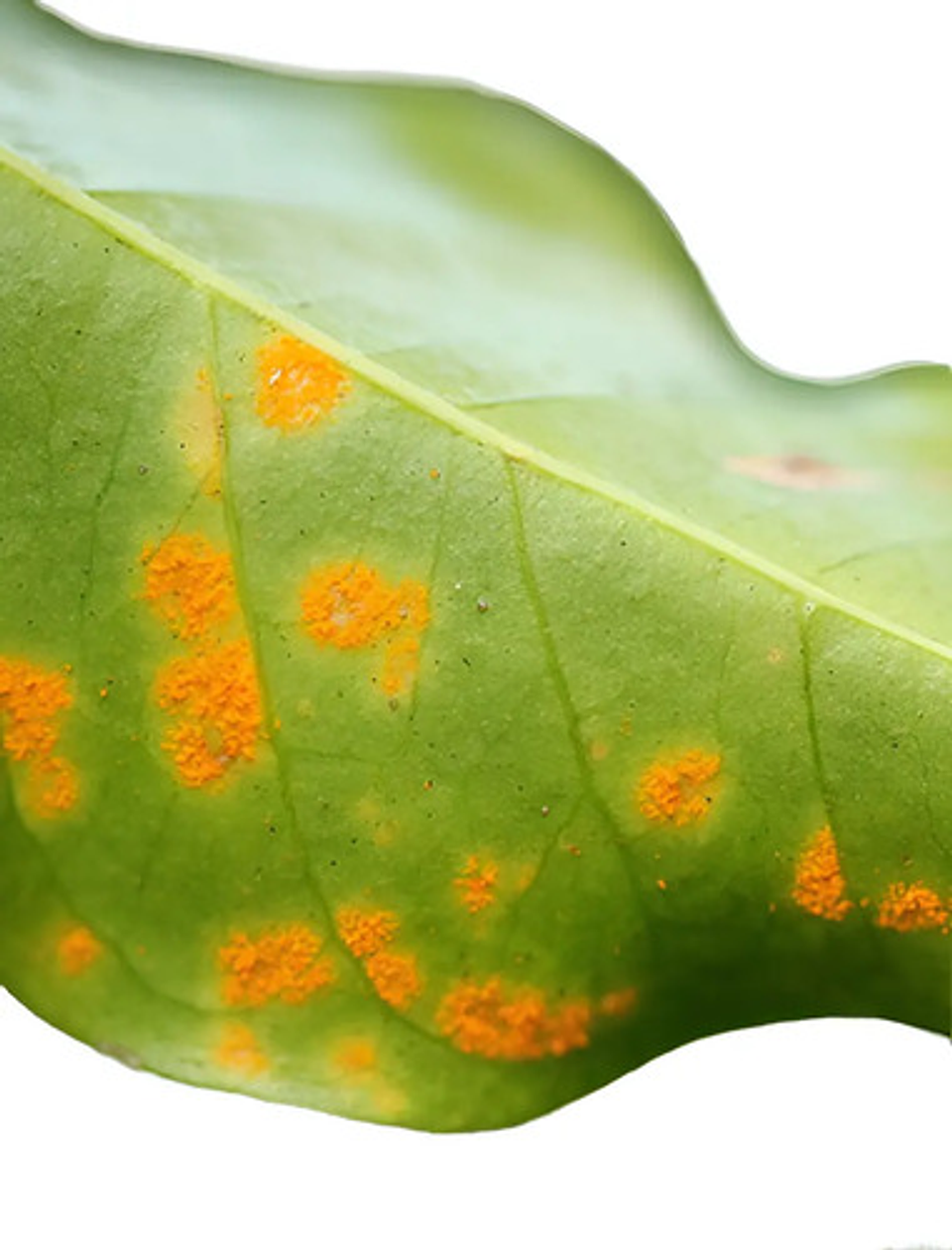 Furtivo 250sc Invesa Control De Hongos  X Litro (roya) 2