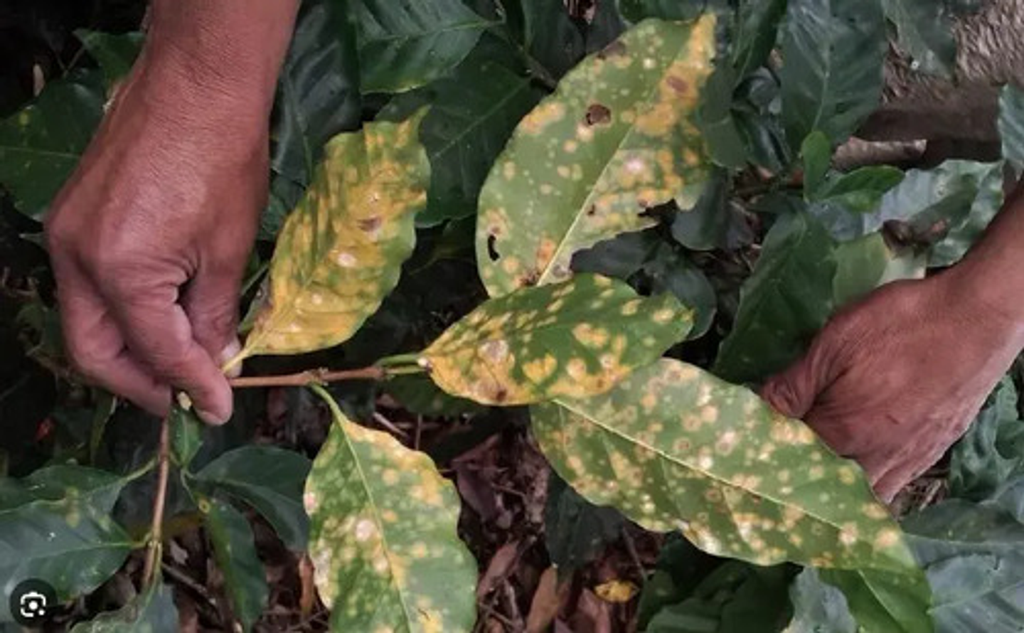 Furtivo 250sc Invesa Control De Hongos  X Litro (roya) 3