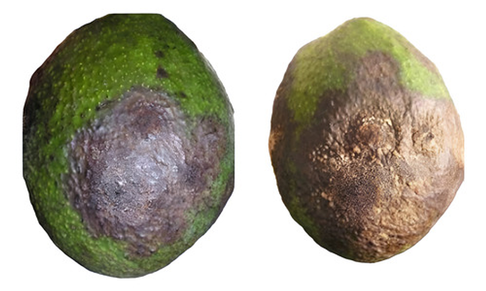 Furtivo 250sc Invesa Control De Hongos  X Litro (roya) 4