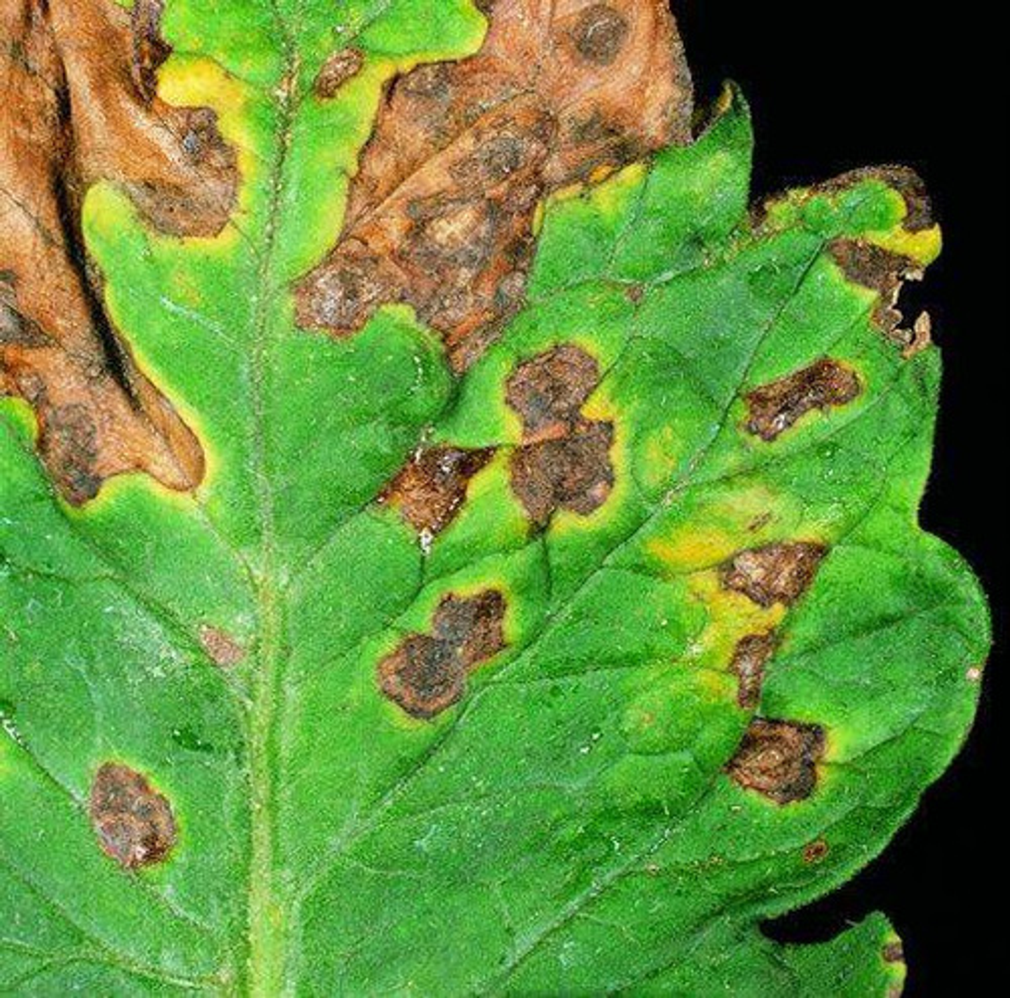 Furtivo 250sc Invesa Control De Hongos  X Litro (roya) 6