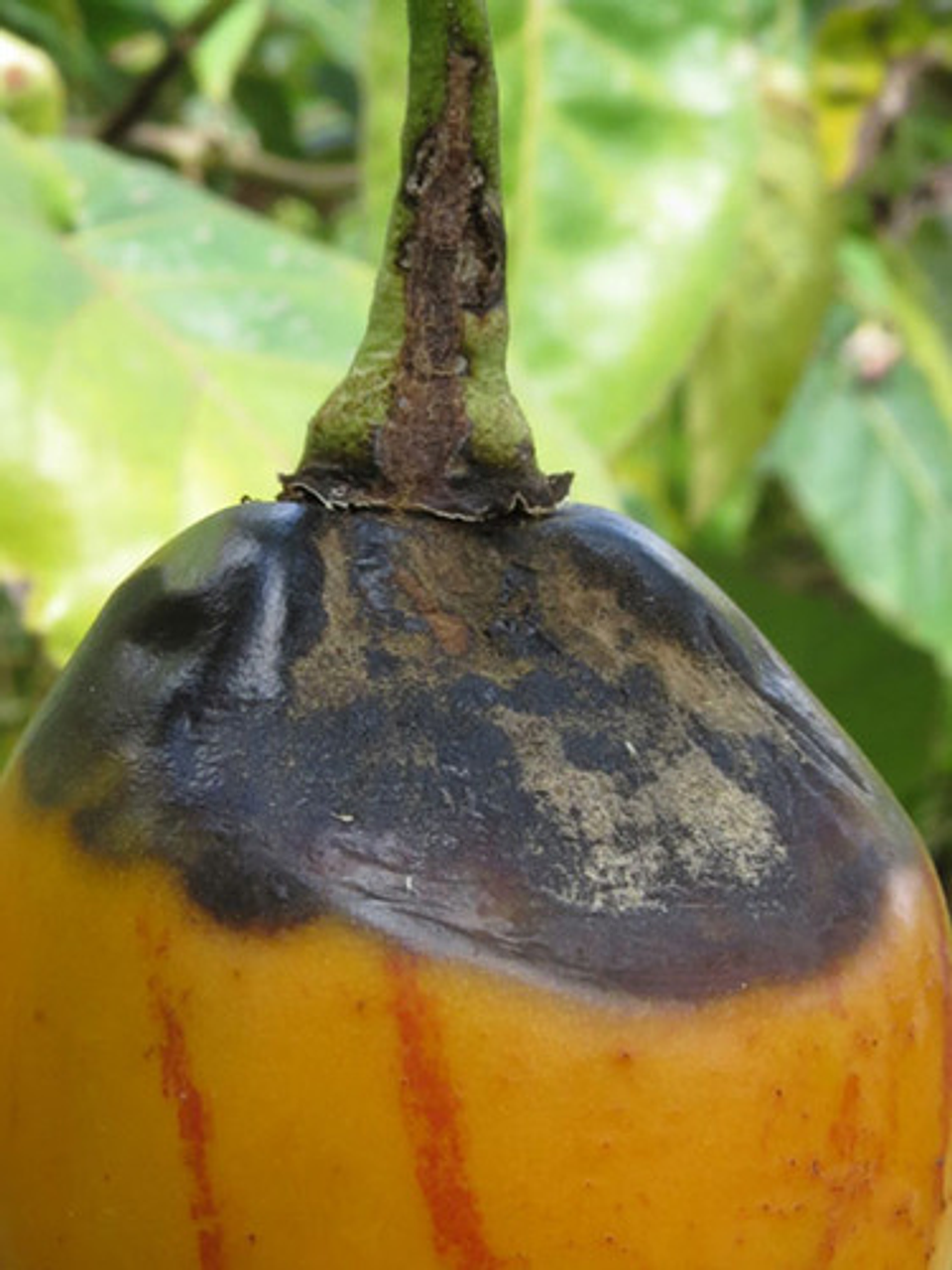 Furtivo 250sc Invesa Control De Hongos  X Litro (roya) 8