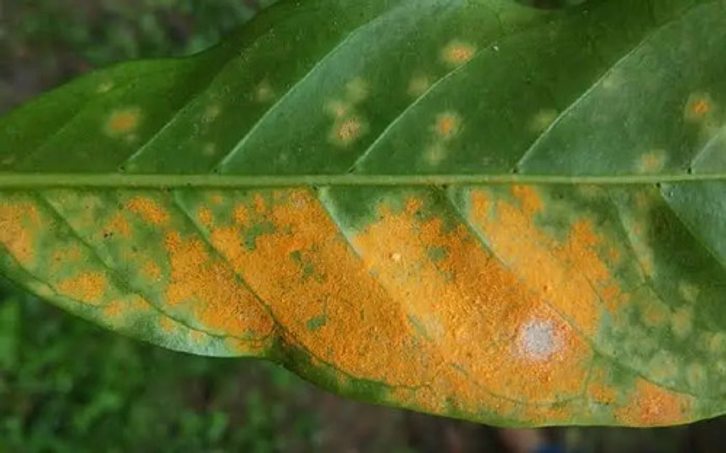 Furtivo 250sc Invesa Control De Hongos  X Litro (roya) 9