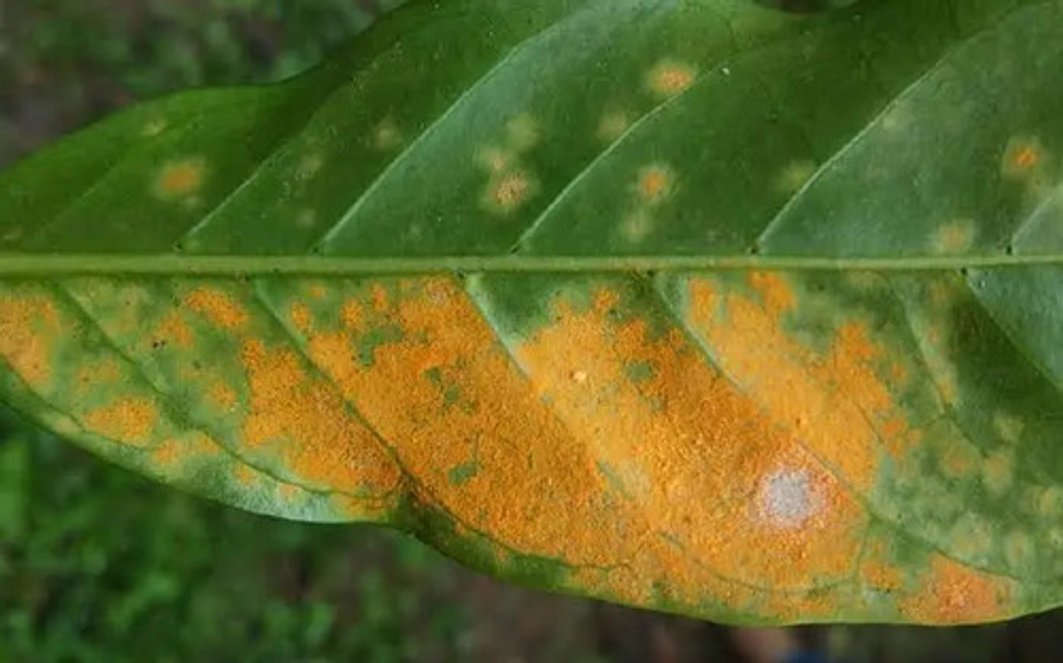 Furtivo 250sc Invesa Control De Hongos  X Litro (roya) 9