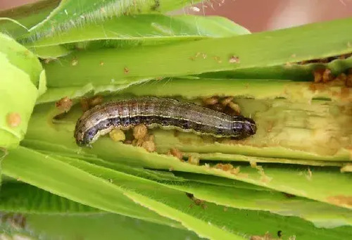 Acerrado 200 EC (Cipermetrina) x 1 Litro - Insecticida de Alto Impacto | Agrosamario 3