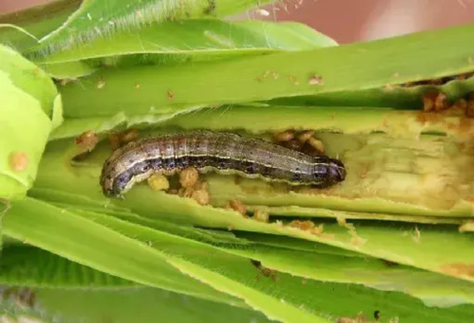 Acerrado Cipermetrina  200 X Litro 3