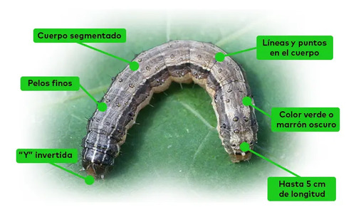Acerrado 200 EC (Cipermetrina) x 1 Litro - Insecticida de Alto Impacto | Agrosamario 6