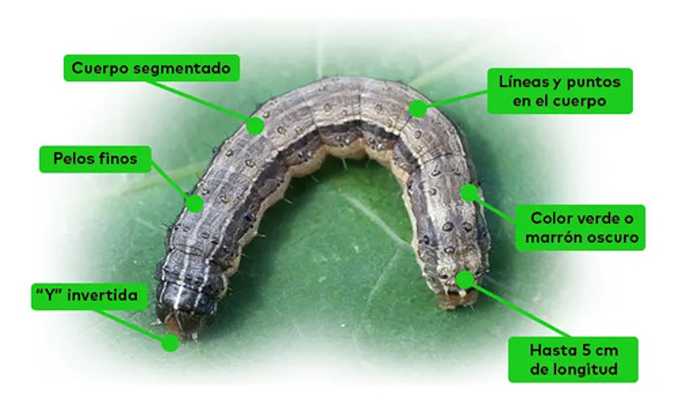 Acerrado Cipermetrina  200 X Litro 6