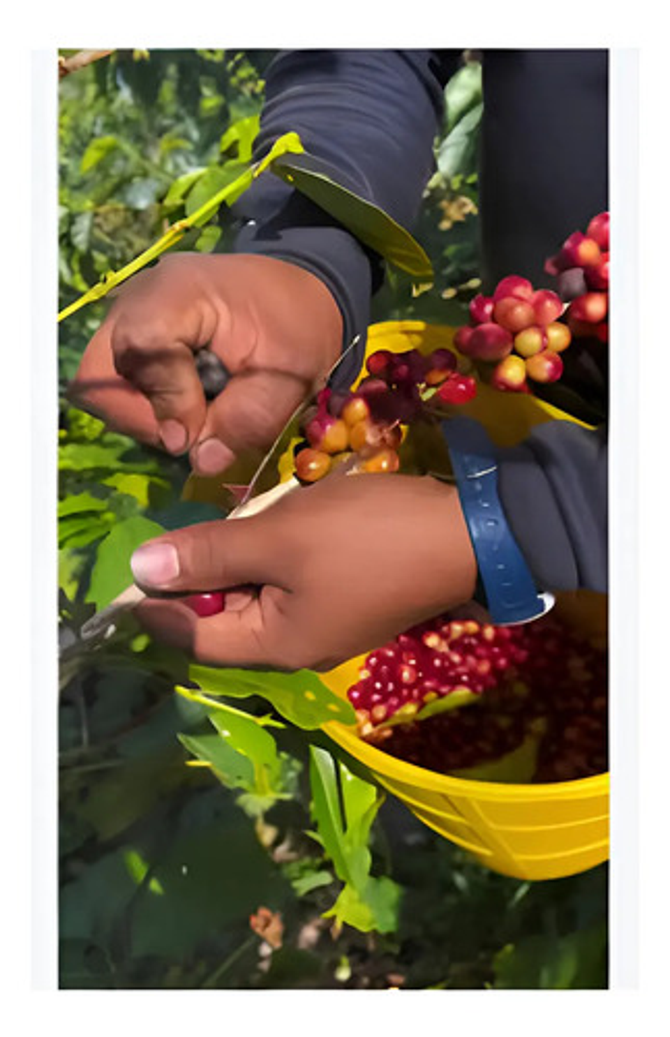 Recolector De Café Frutos Canasto X 2 Unidad Coco 3