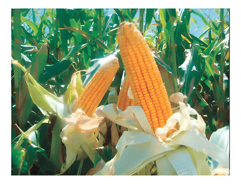 Semillas Maiz Amarillo Hibrido Hr-oro X 5 Kilo