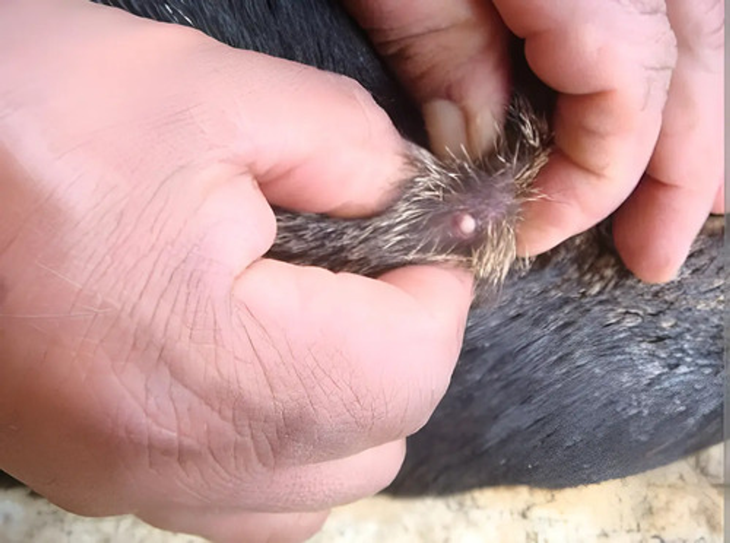 Moozk Aerosol X 400 Ml Larvicida-lepecid 8