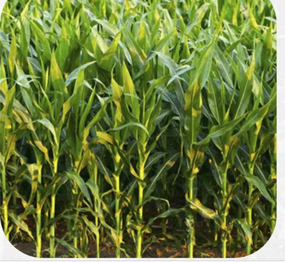 Semillas Maiz Blanco Hibrido X 1 Kilo 5