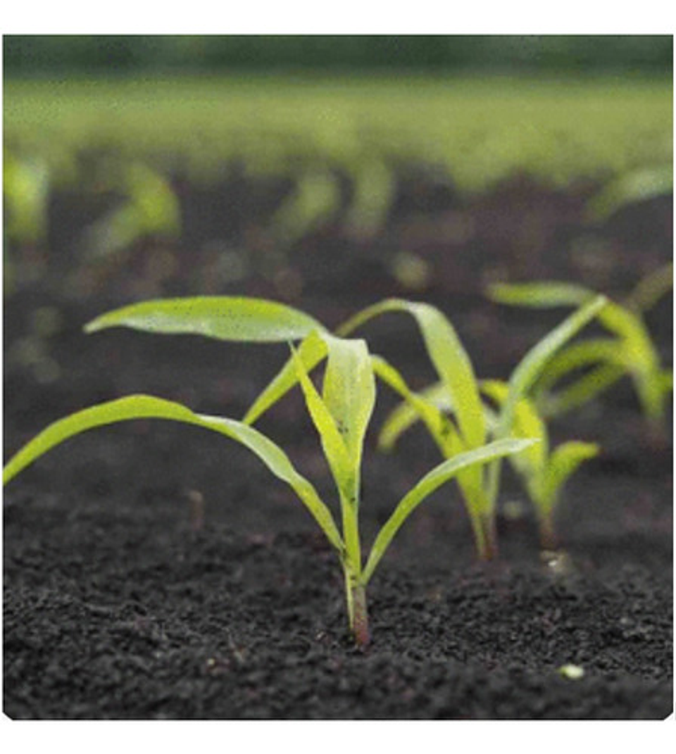 Semillas Maiz Blanco Hibrido X 1 Kilo 6