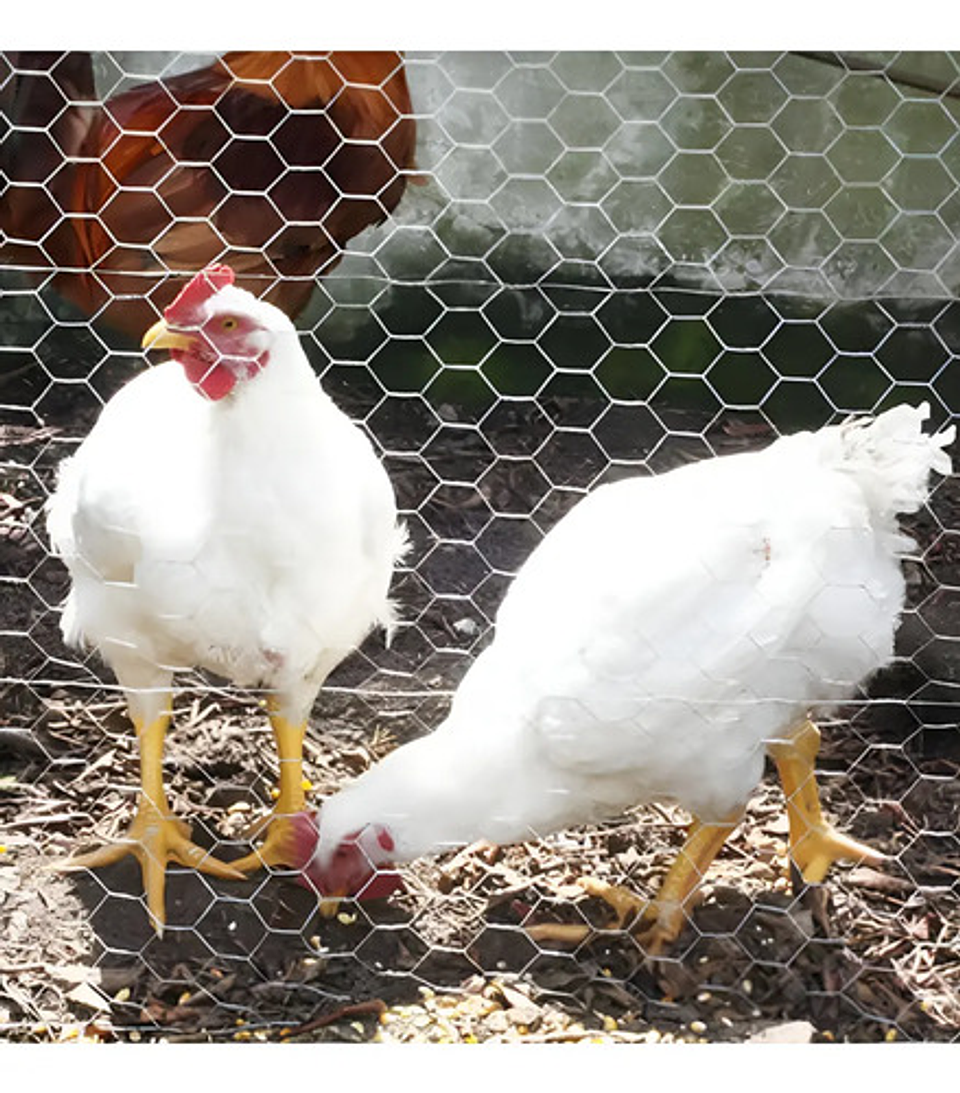 Malla Gallinero Galvanizada 1.80x1-1/4pul3.5cm X36 Mts Largo 5