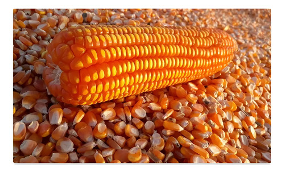 Semillas Maiz Clima Cafetero Amarillo Ica V-305 X 10 Kilo 3