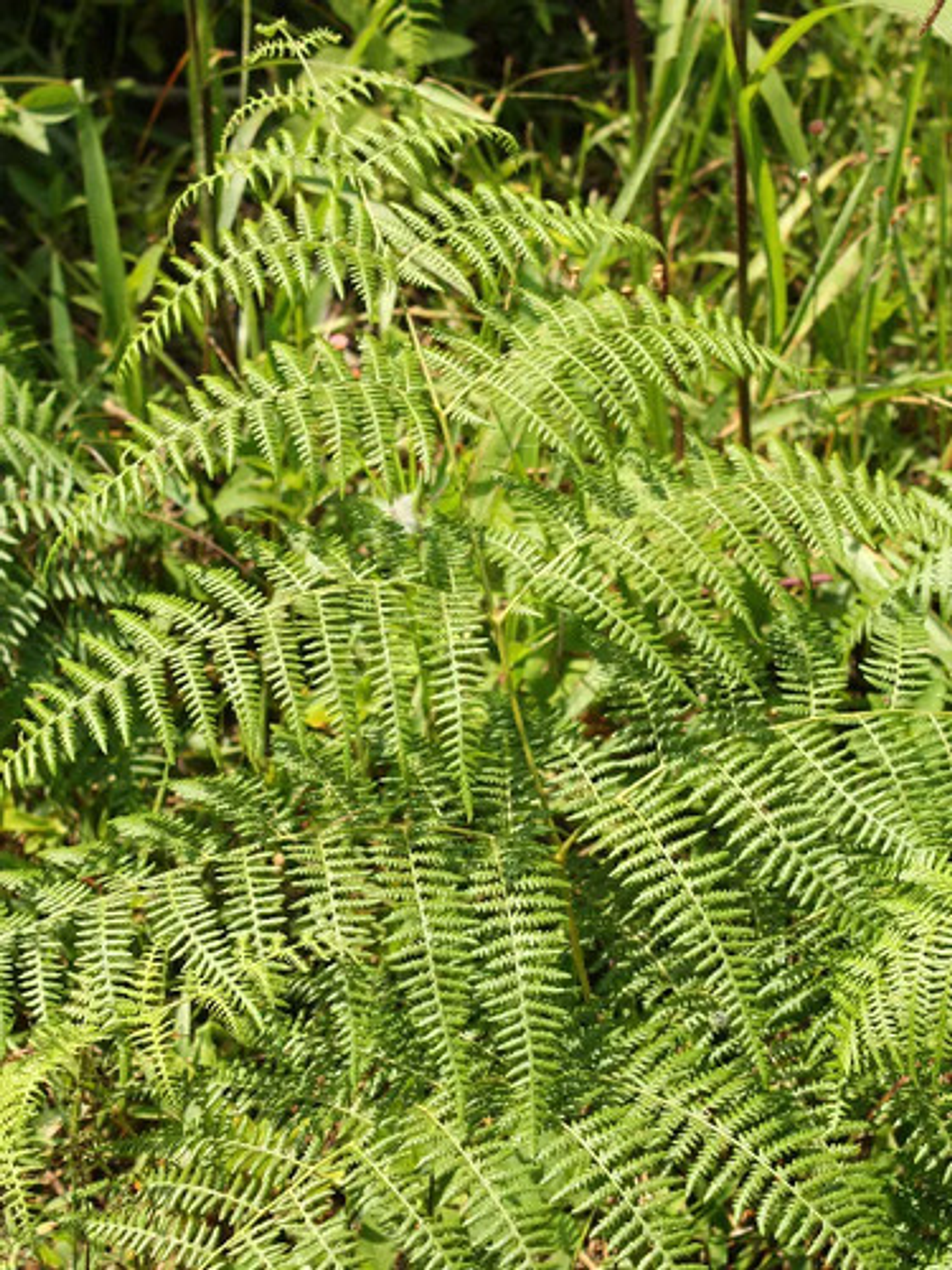 Metsulfuron Herbicida Para Potreros X Kg 3