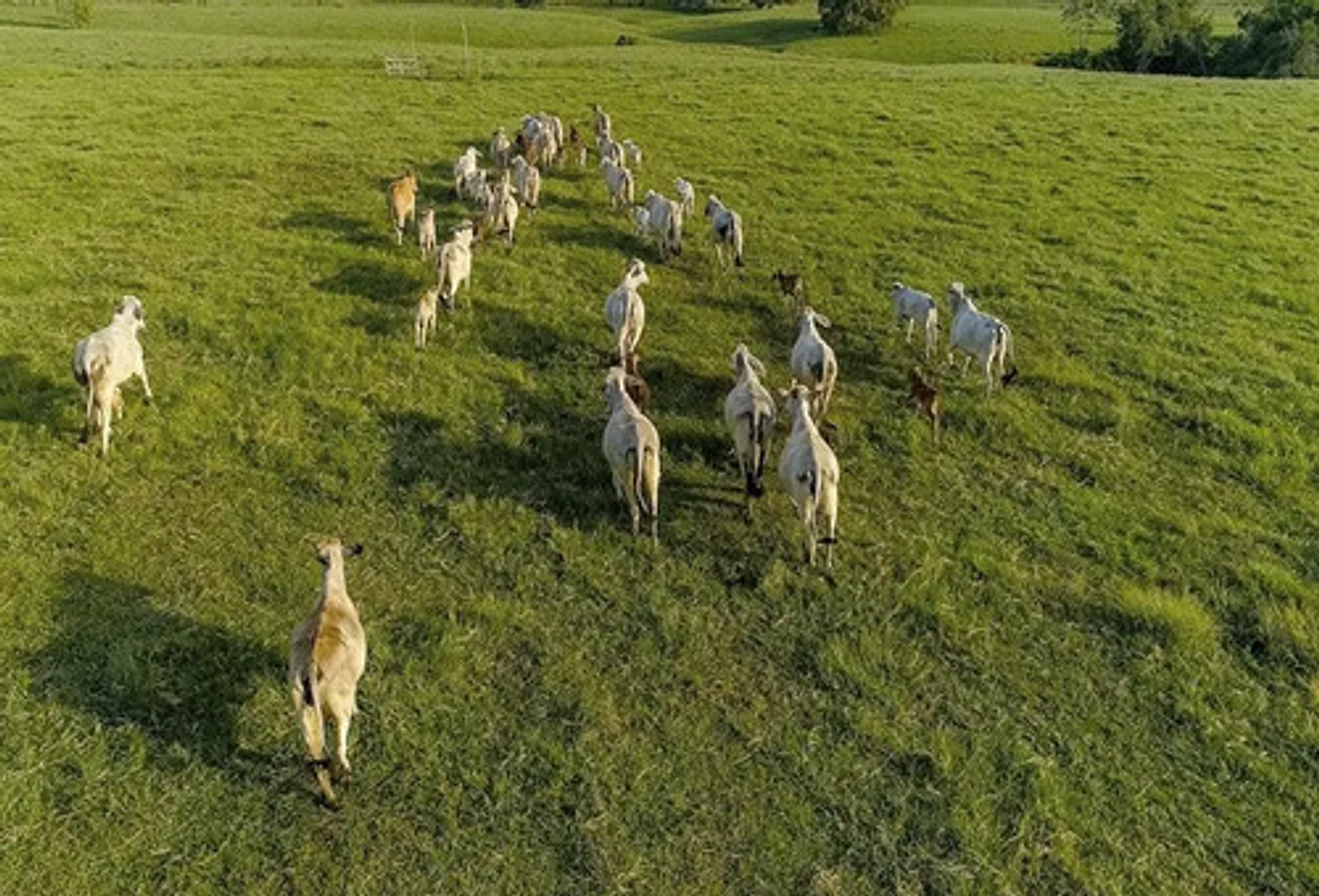 Metsulfuron Herbicida Para Potreros X Kg 4