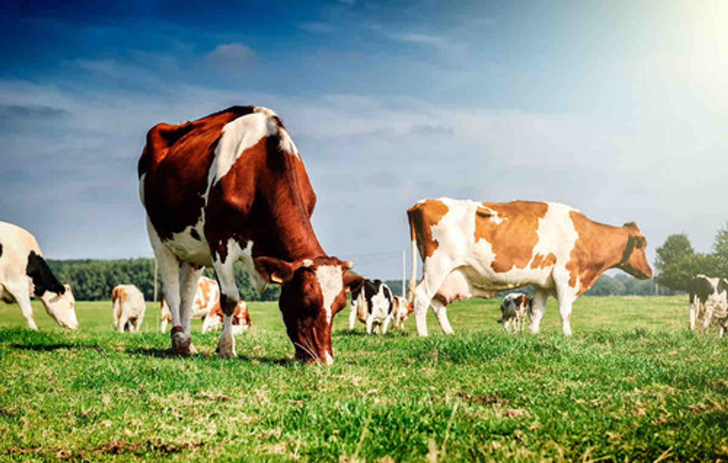 Control  Hoja Ancha Amina 24d+ Picloram Tormenta101 Litro 4