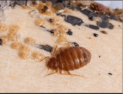 Nuvan 50 Control  Acaros  X Litro