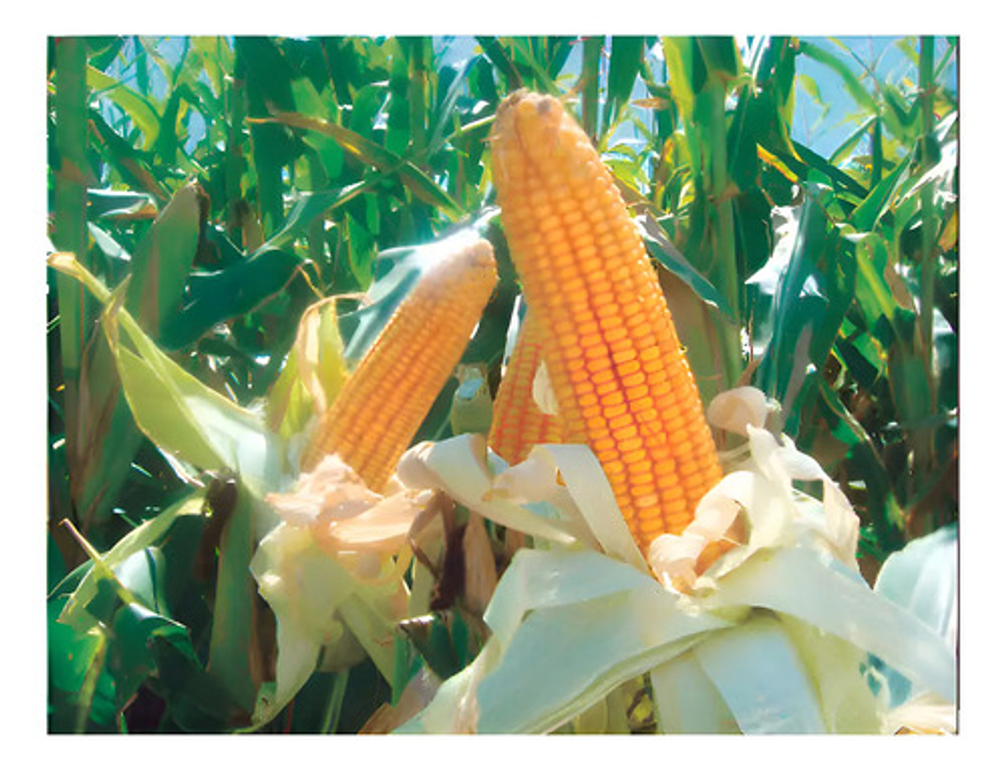 Semillas Maiz Amarillo Hibrido Hr-oro X 1 Kilo 1