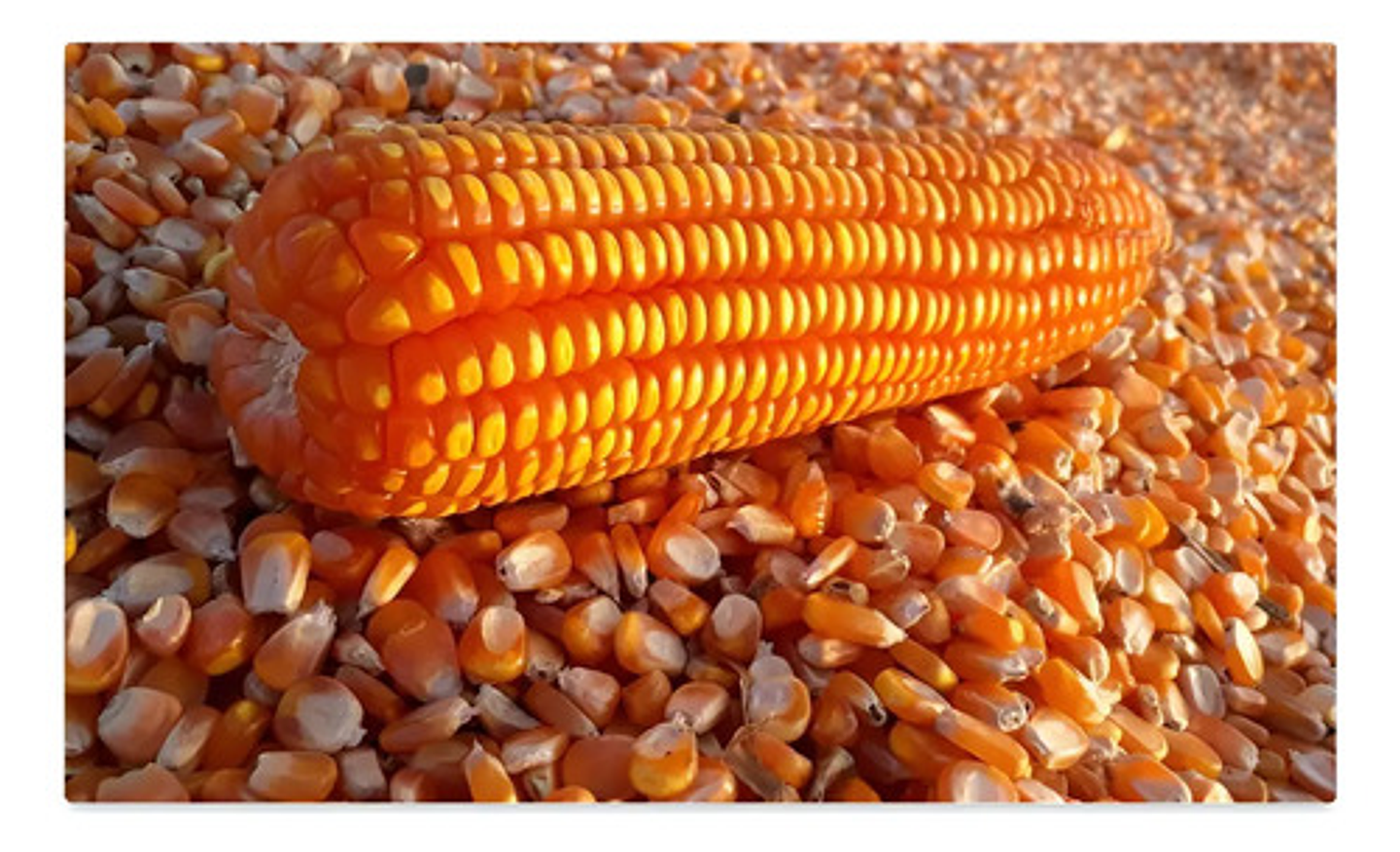 Semillas Maiz Amarillo Hibrido Hr-oro X 1 Kilo 11