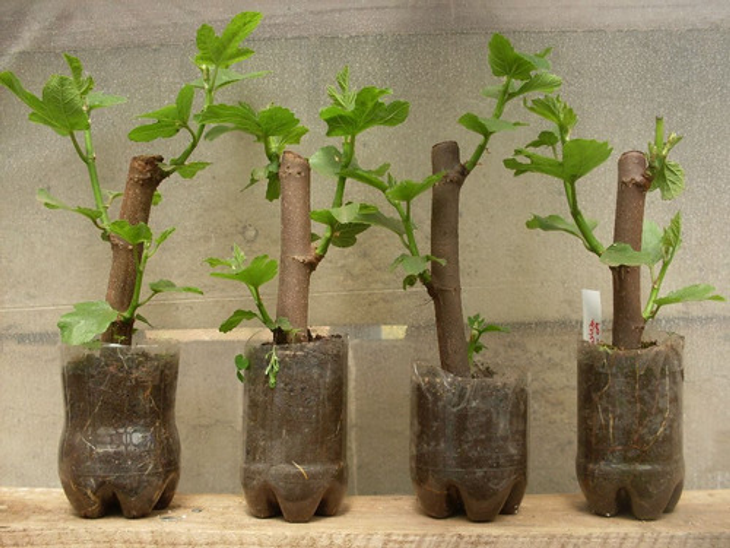 Hormoagro 1 Enraizador Hormonal Para Esquejes - Polvo 3