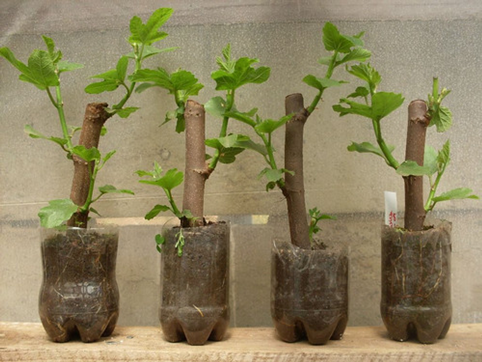 Hormoagro 1 Enraizador Hormonal Para Esquejes - Polvo 3