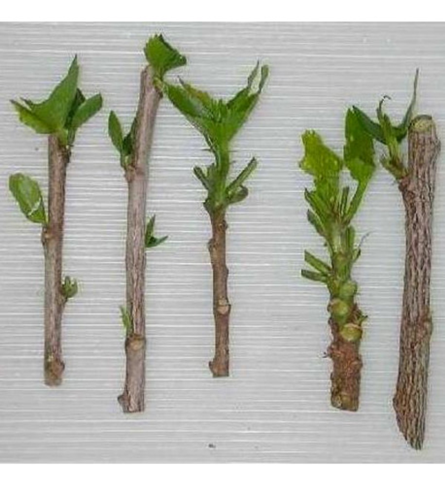 Hormoagro 1 Enraizador Hormonal Para Esquejes - Polvo 4