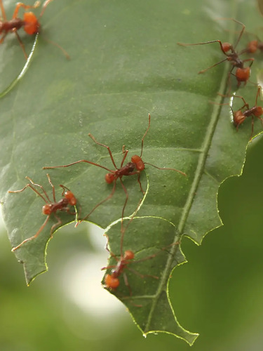 Bomba Insufladora para Hormigas (500g) - Aplicador de Hormiguicidas en Polvo | Agrosamario 2